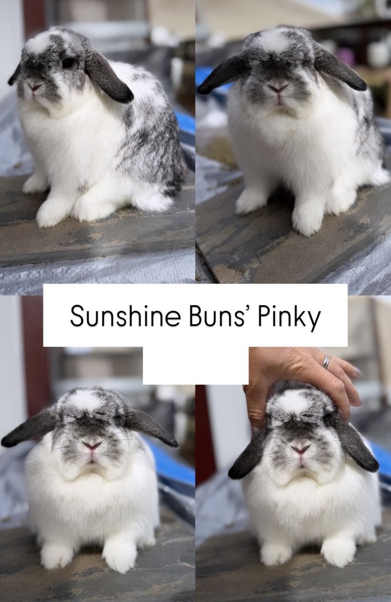 Pedigreed holland lop baby bunnies coming soon! Due date September 11th! Chinchilla/Broken/Harlequin  
