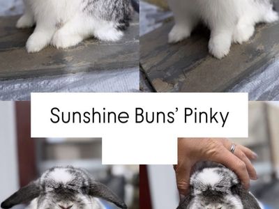 Pedigreed holland lop baby bunnies coming soon! Due date September 11th! Chinchilla/Broken/Harlequin