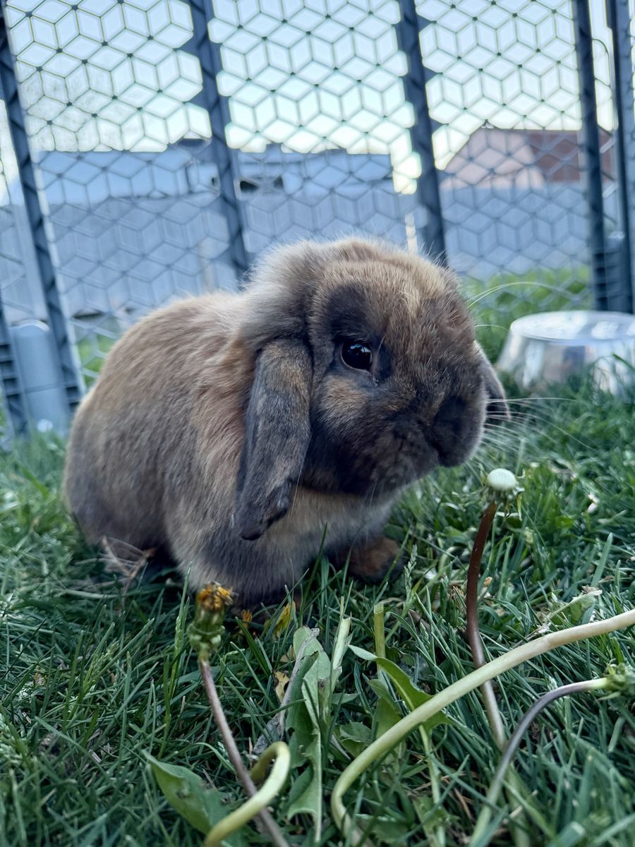Purebred Holland Lop Buck