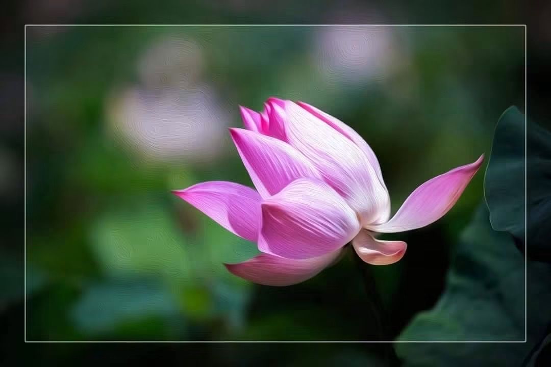 Canon ef 50 1.4