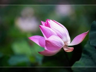 Canon ef 50 1.4