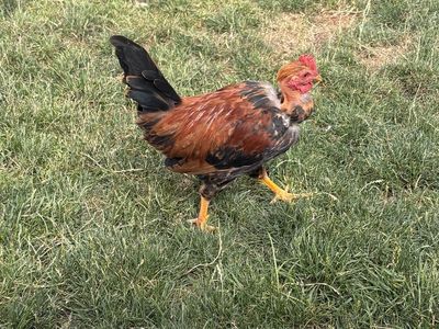 Turken Rooster free