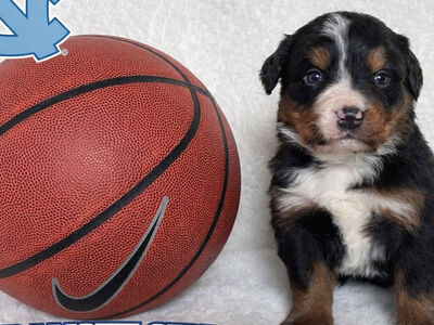 Bernese Mountain Dog Puppies