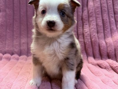 Toy Aussie Puppies Toy Australian Shepherd