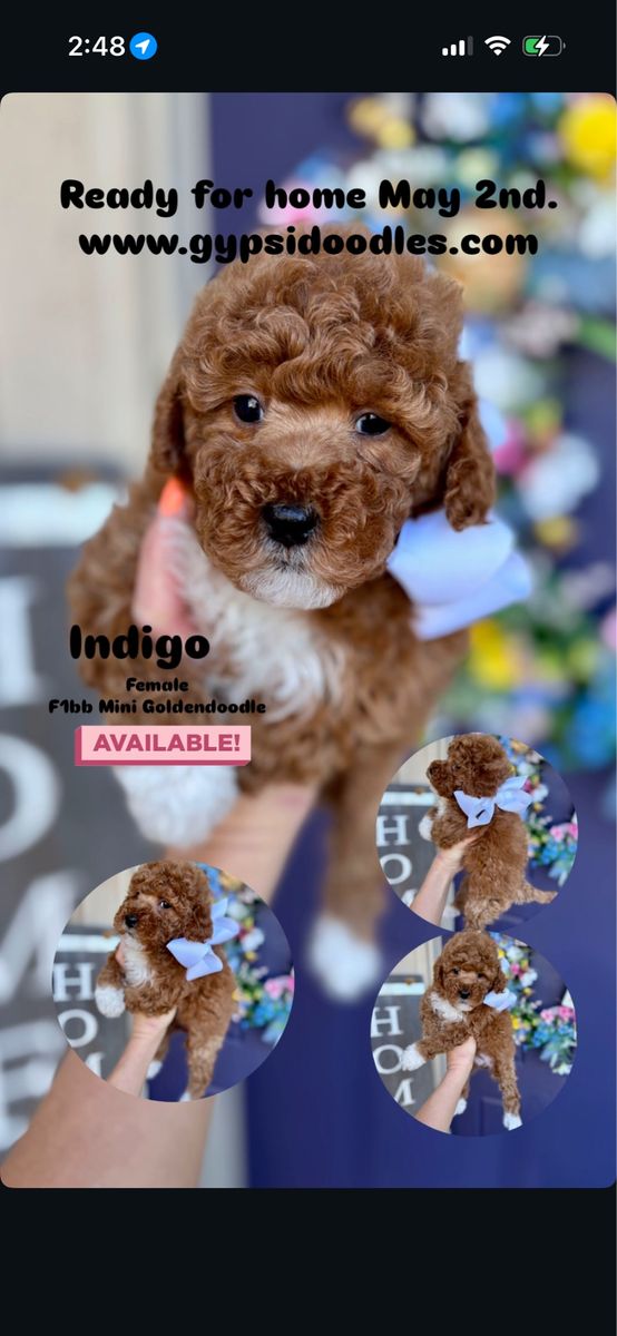 F1bb Mini Goldendoodle - Ready May 2nd.