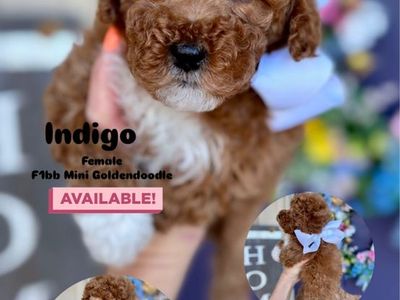 F1bb Mini Goldendoodle - Ready May 2nd.