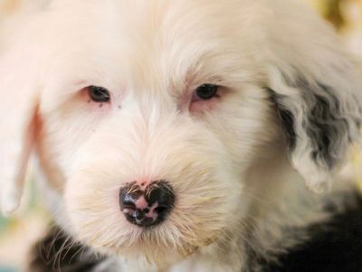 Old English Sheepdog AKC Puppies