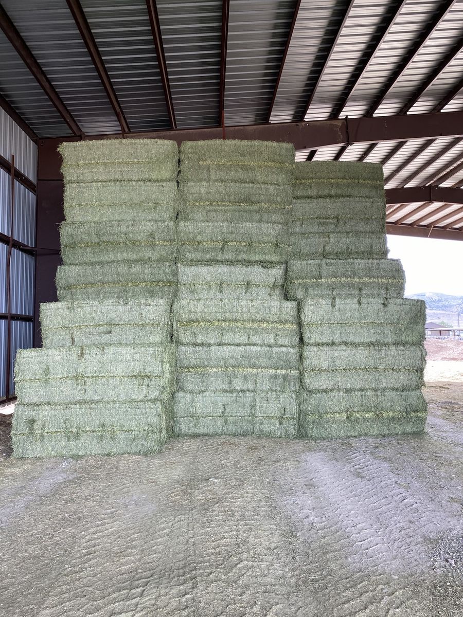 Alfalfa Hay