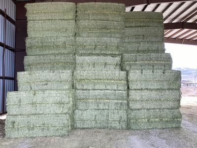 Alfalfa Hay