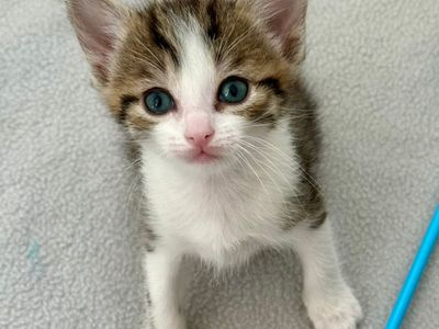 Hello my name is Shimmy