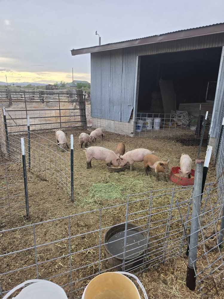 Pigs
