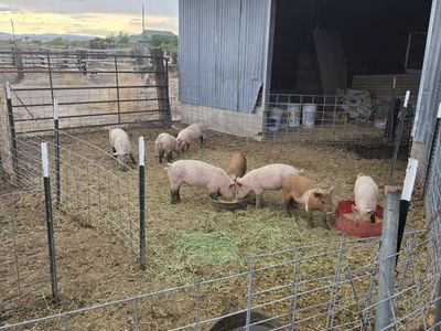 Pigs