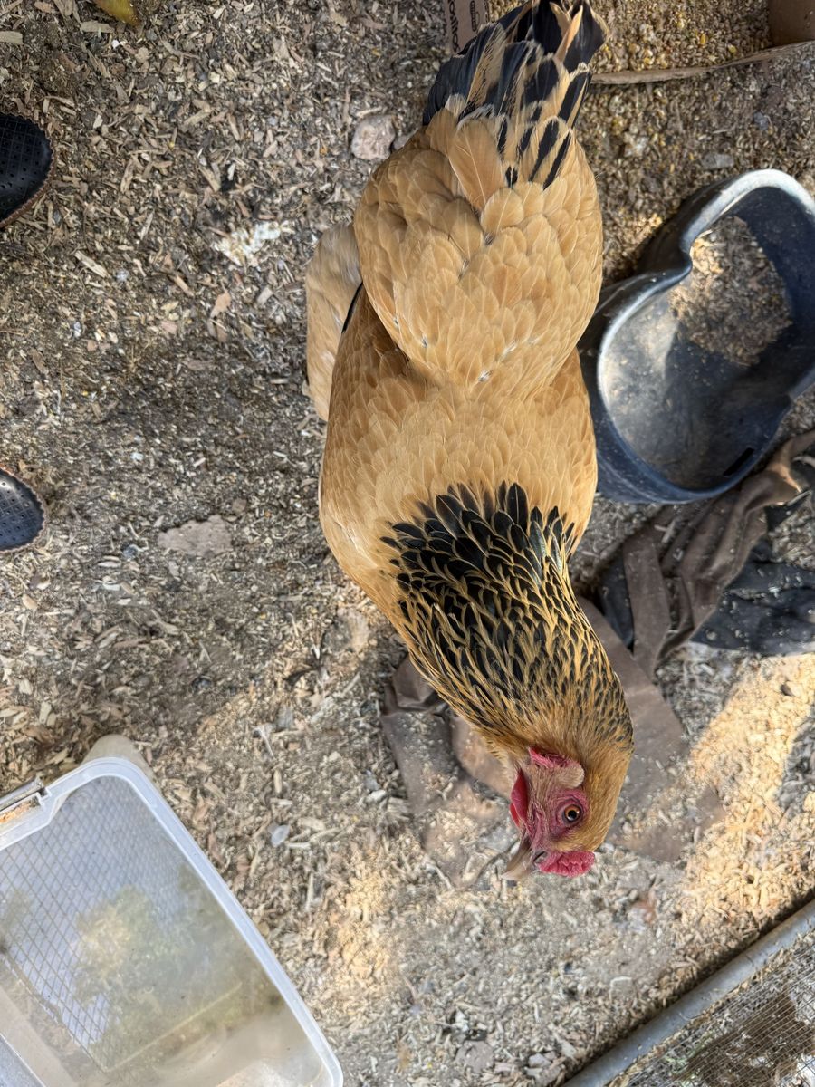 Giant Buff Orpington hen