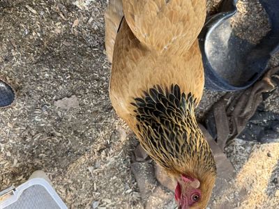 Giant Buff Orpington hen