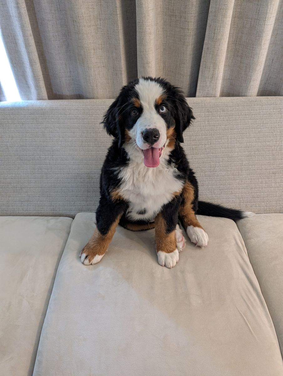 Bernese Mountain Dog Puppy - Purebread