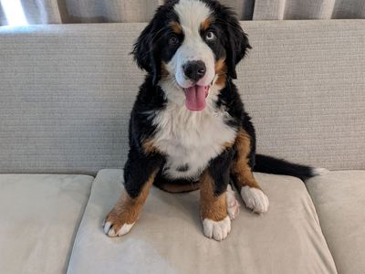 Bernese Mountain Dog Puppy - Purebread