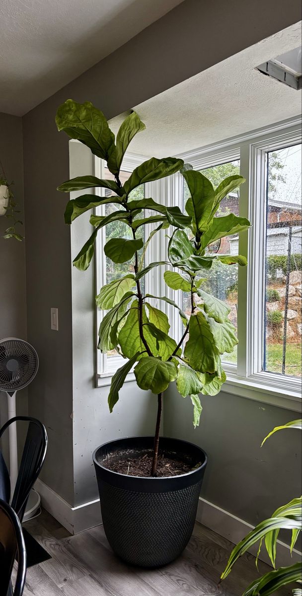 Large Real Fiddle Leaf Fig Plant in Black Planter