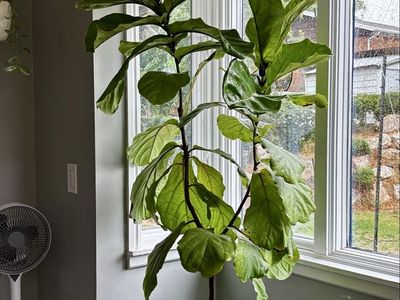 Large Real Fiddle Leaf Fig Plant in Black Planter
