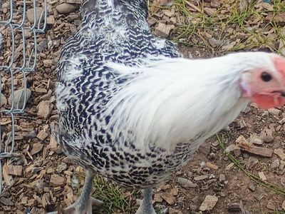 SILVER DEATHLAYER ROOSTERS 3 months old for Sale