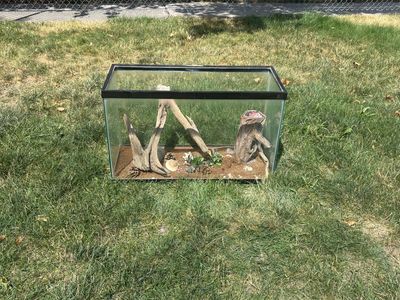 29 gallon Glass Aquarium fish tank or reptiles