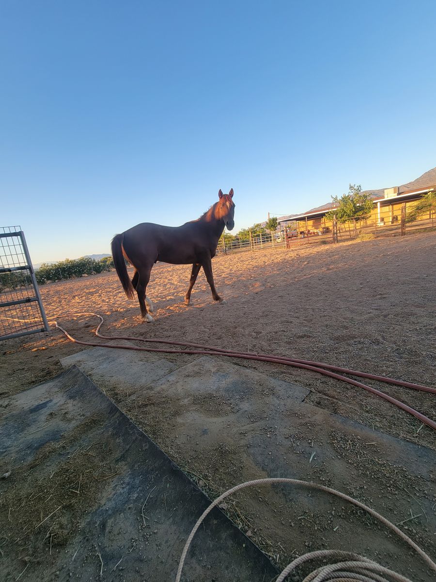 2 year old gelding Quarter Horse
