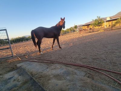 2 year old gelding Quarter Horse