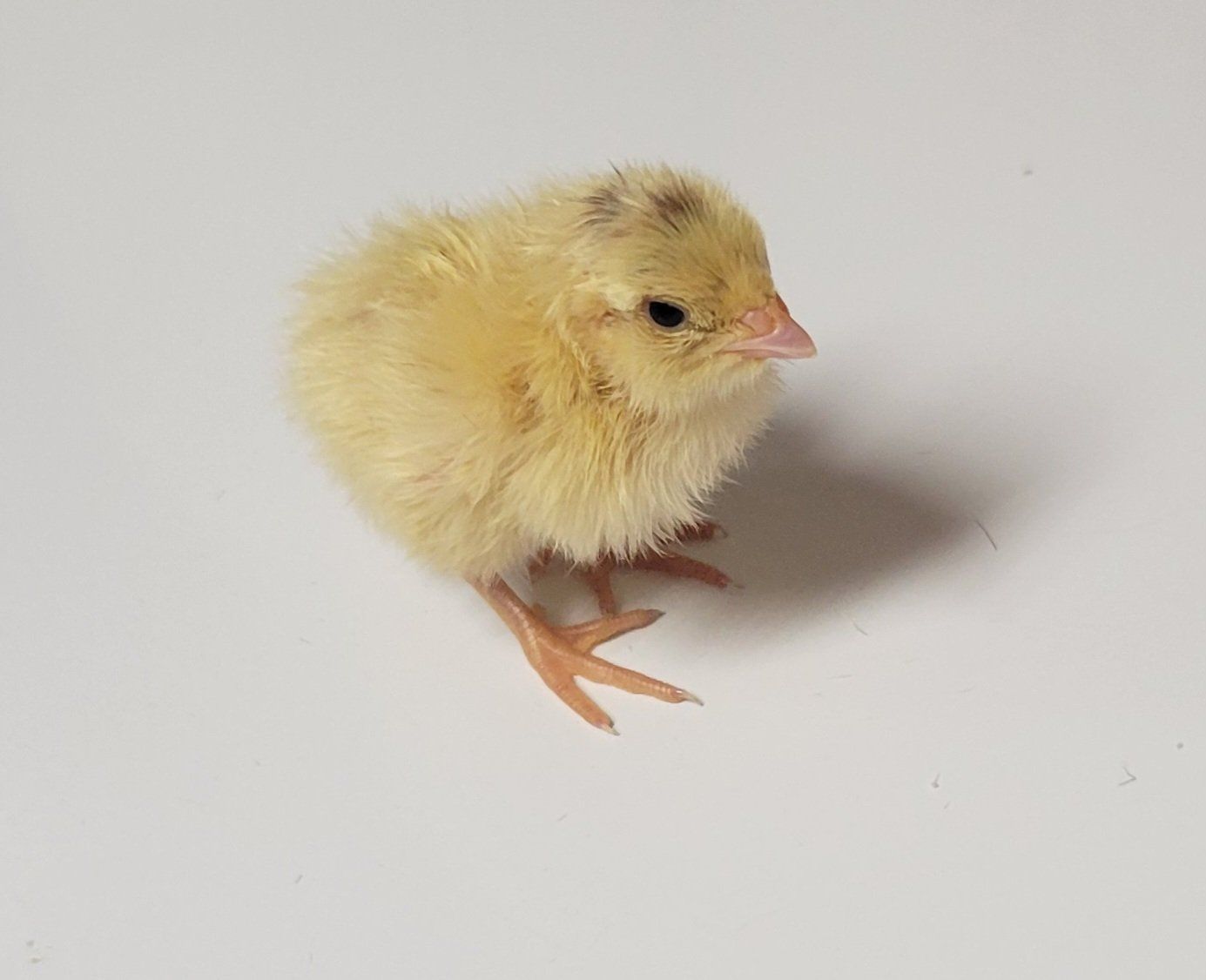 Coturnix Quail Chick Pre-order Spring 2026