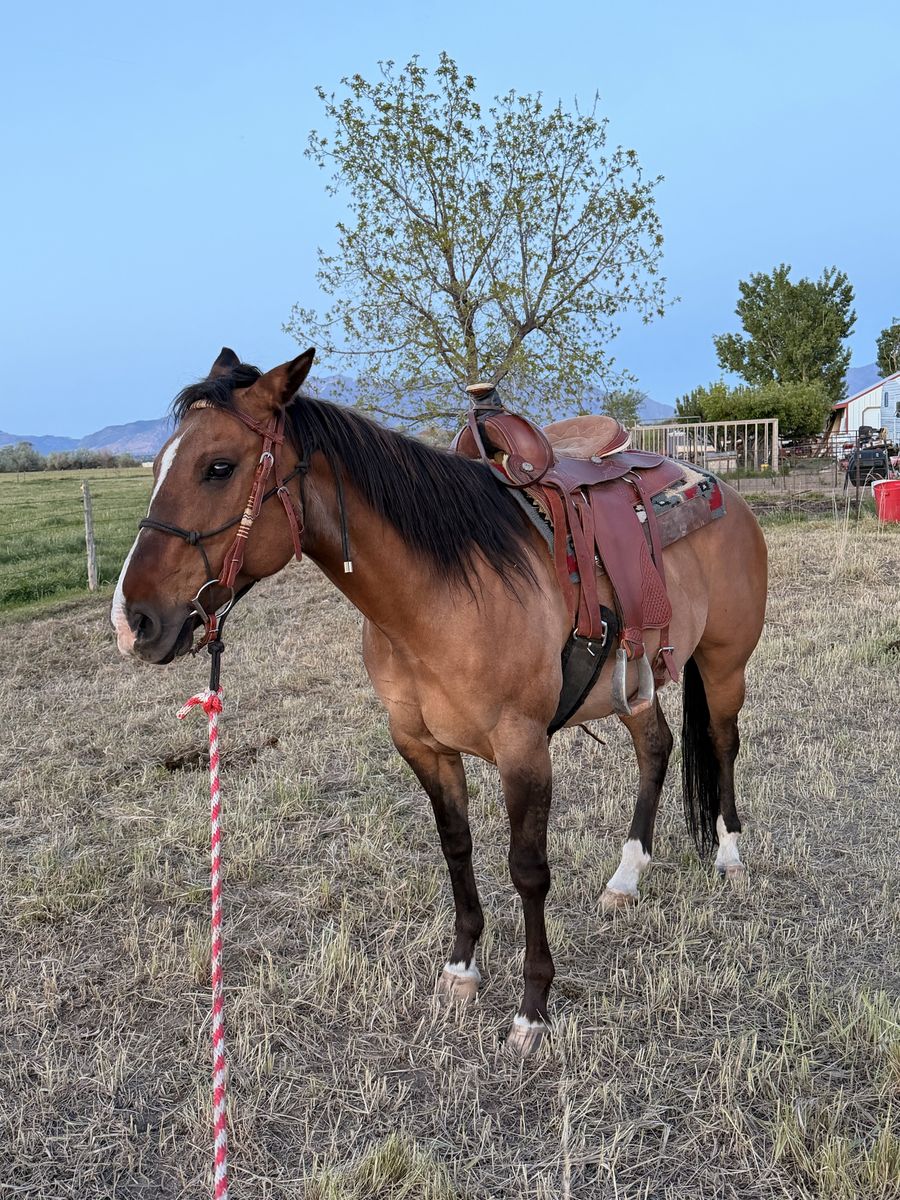 Project mare