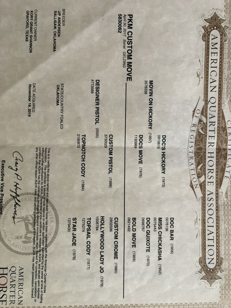 2017 Sorrel Rope/Ranch Gelding