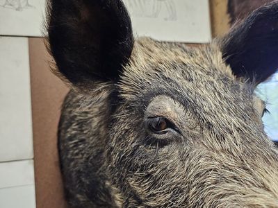 Large Wild Boar Taxidermy Shoulder Mount