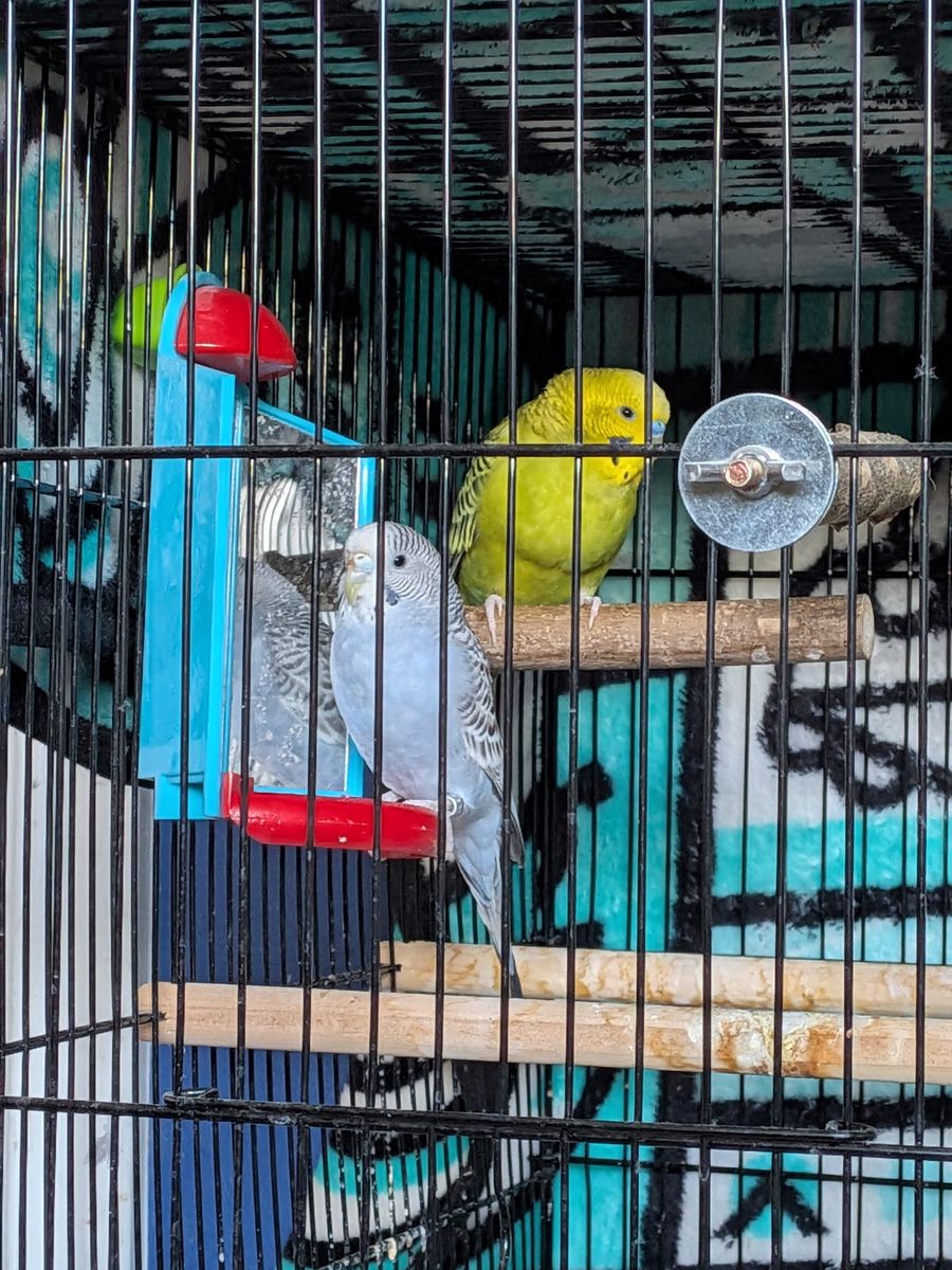 2 male parakeets and supplies