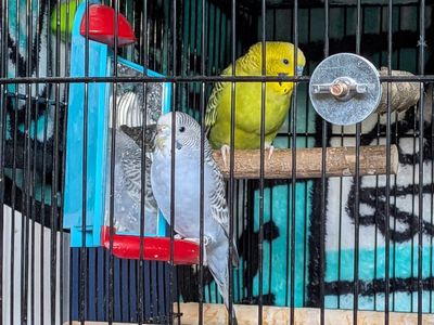 2 male parakeets and supplies