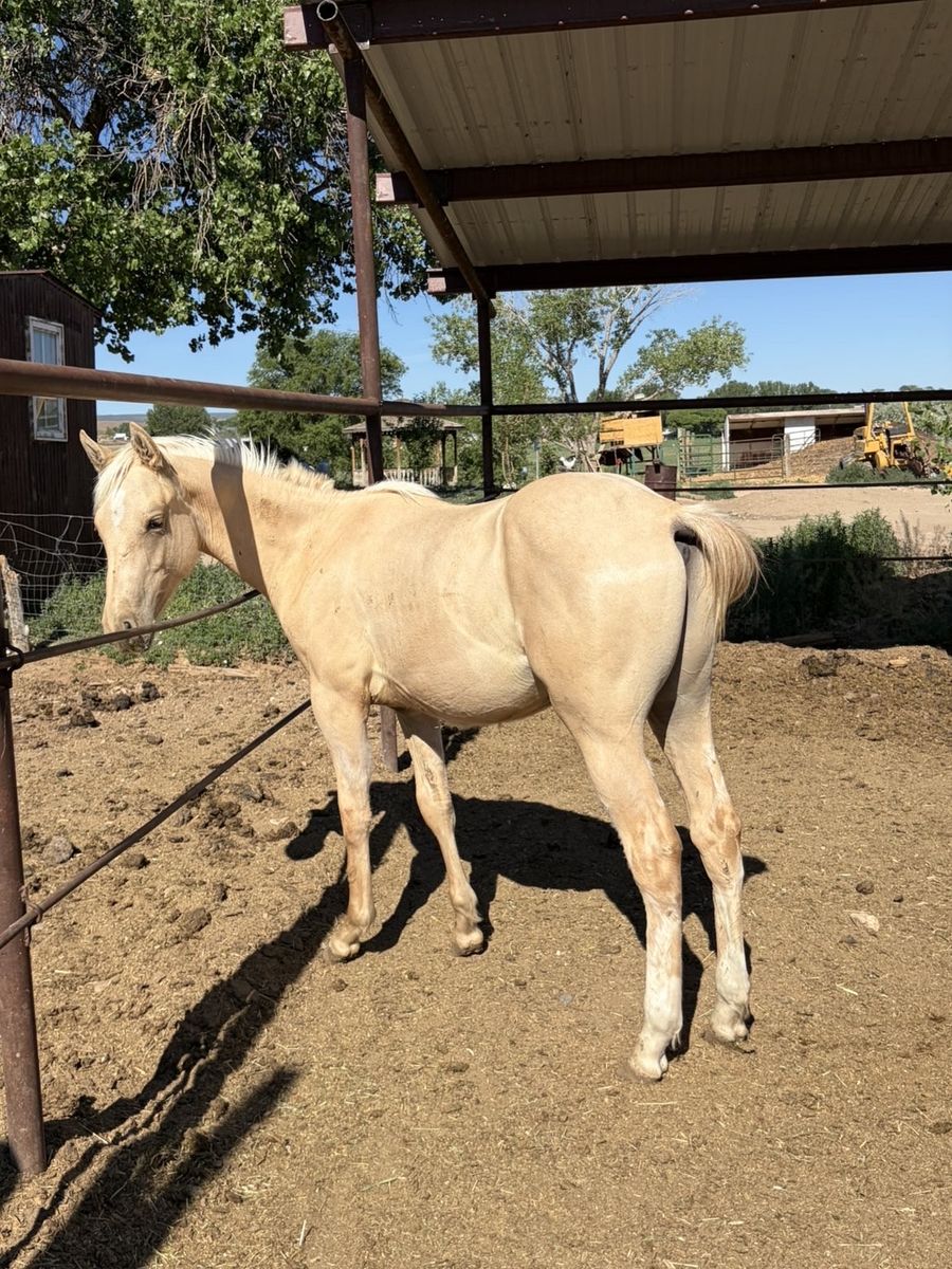 AQHA yearling colt