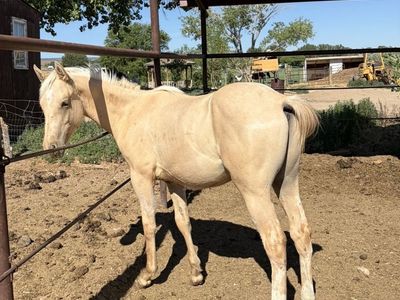 AQHA yearling colt