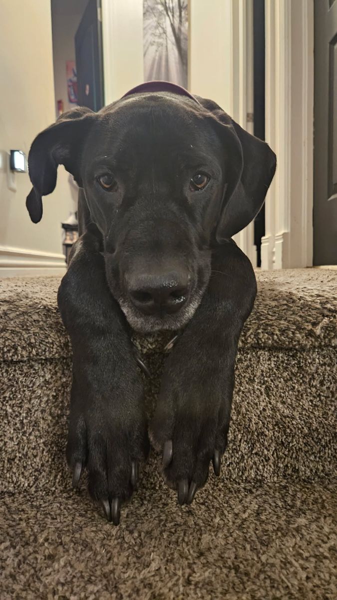 3 year old Great Dane