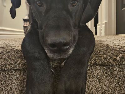 3 year old Great Dane