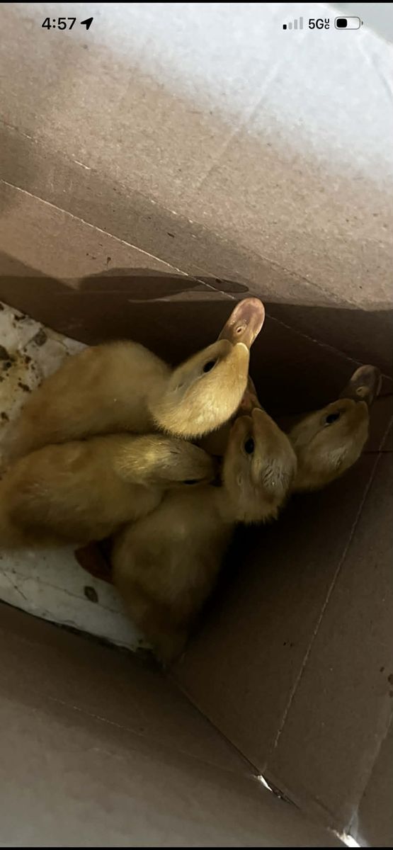 4 Ducklings for $25