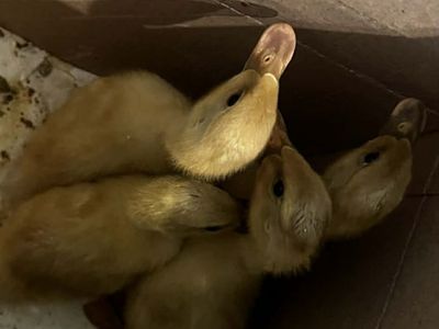 4 Ducklings for $25
