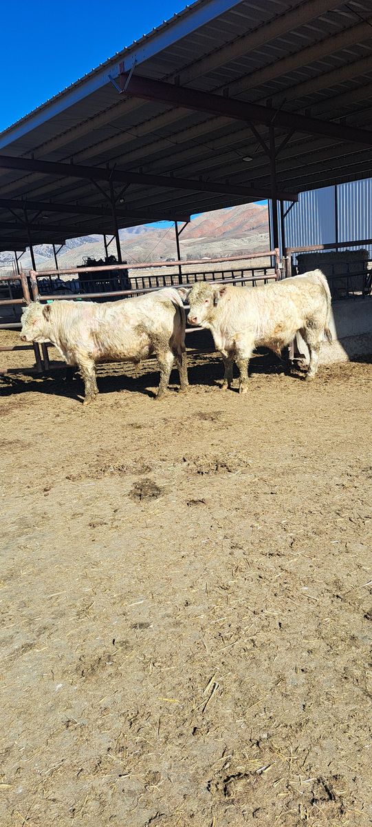 Charolais Bulls