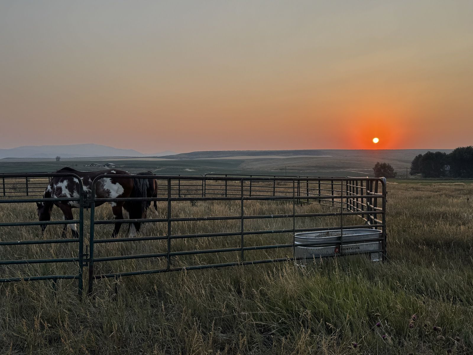 Horse Training And Flipping Business - Capital Needed