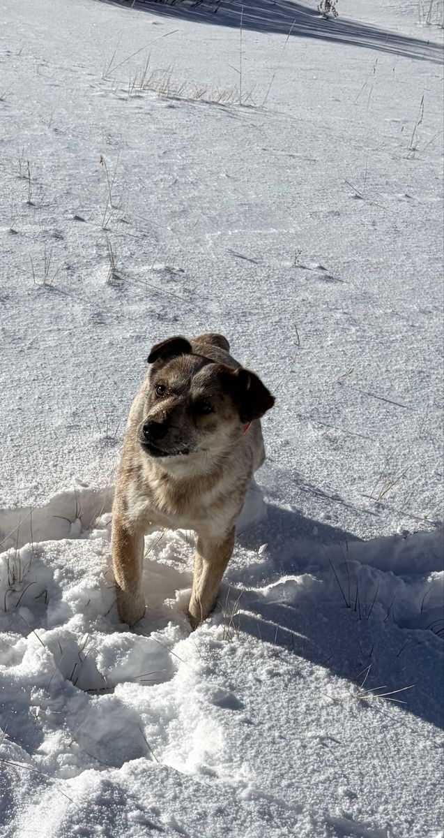 Free male mini red heeler