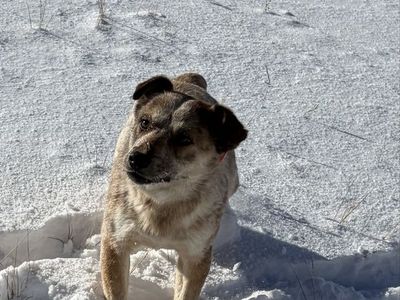 Free male mini red heeler