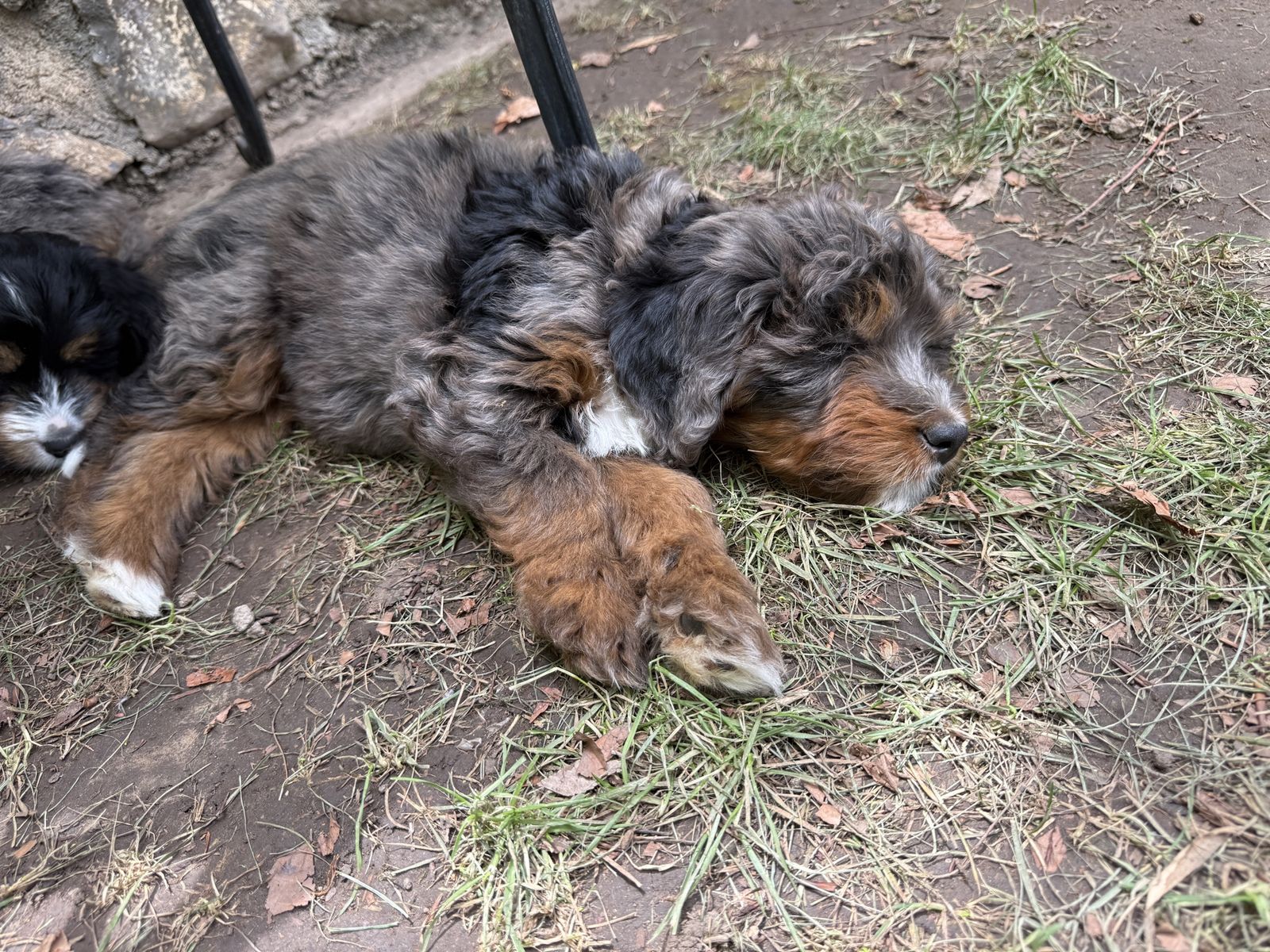 Mini Tricolor Merle Bernedoodle Female Puppy (Dolly, 4 Months)