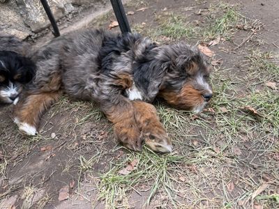 Mini Tricolor Merle Bernedoodle Female Puppy (Dolly, 4 Months)