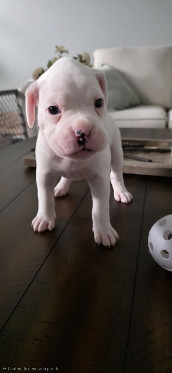 Boxer Puppies