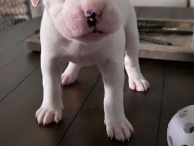 Boxer Puppies