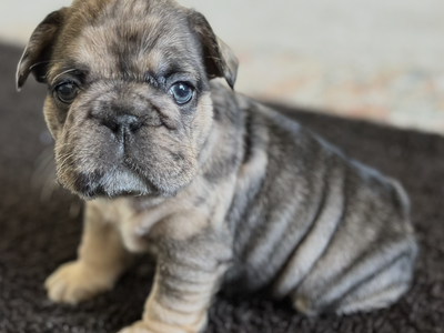 French Bulldog Puppies available - 6 weeks old!