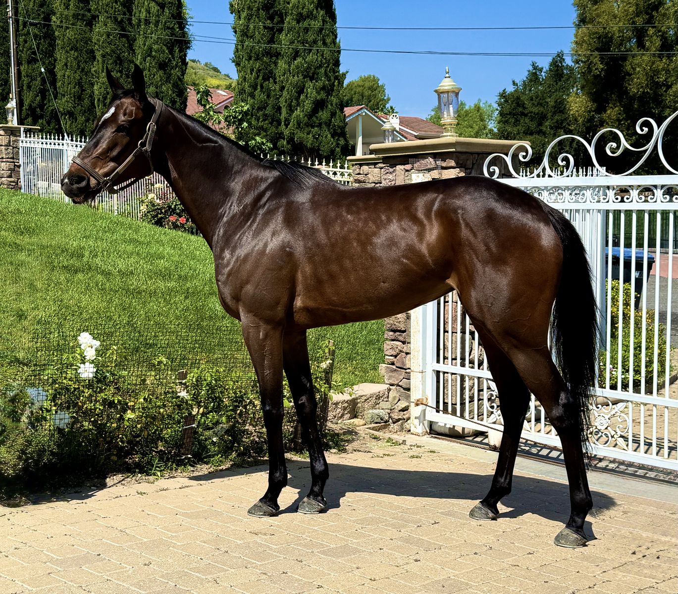 Stunning OTTB Sporthorse Prospect!