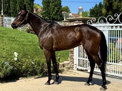 Stunning OTTB Sporthorse Prospect!