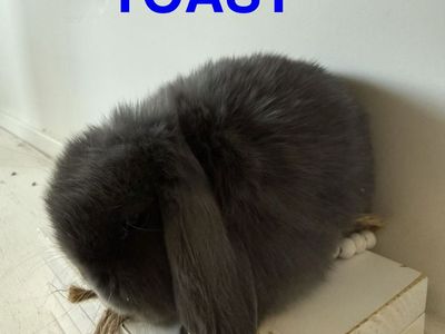 Pedigreed Holland Lop Bunnies Bunny